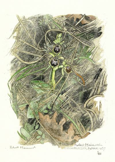 Robert Hainard - Ophrys araignée - Copyright Fondation Hainard