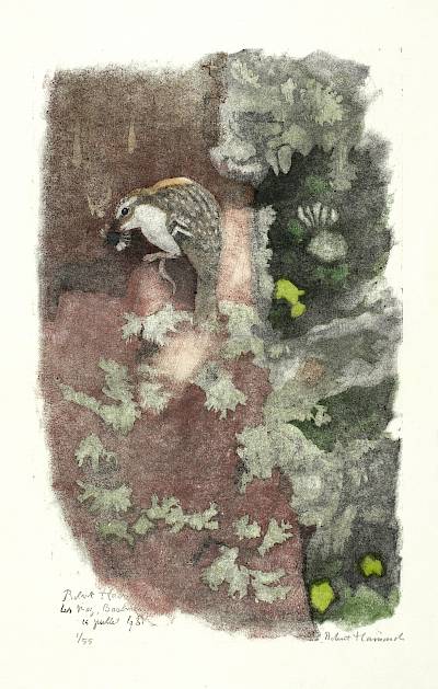 Robert Hainard - Grimpereau des bois allant à son nid - Copyright Fondation Hainard