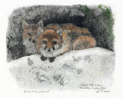 Robert Hainard - Couple de renards devant le terrier - Copyright Fondation Hainard