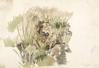 Robert Hainard - Nid de pipit des buissons. Les Pommeraies - Copyright Fondation Hainard