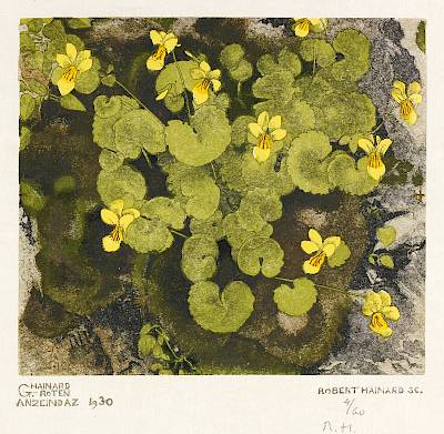Robert Hainard - Violettes jaunes - Copyright Fondation Hainard