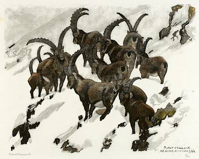 Robert Hainard - Bouquetins, troupe de mâles dans la neige - Copyright Fondation Hainard