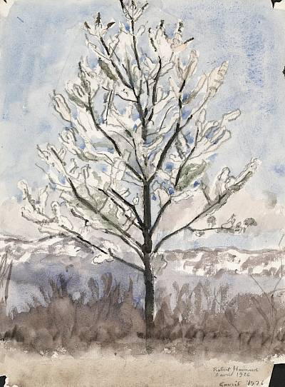 Robert Hainard - Petit cerisier - Copyright Fondation Hainard