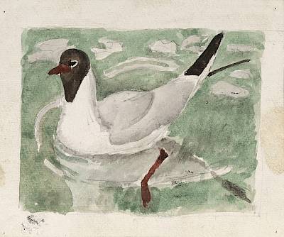 Robert Hainard - Etude pour oiseaux du port: mouette rieuse, plumage de noce - Copyright Fondation Hainard