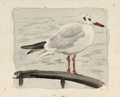 Robert Hainard - Etude pour oiseaux du port: mouette rieuse - Copyright Fondation Hainard
