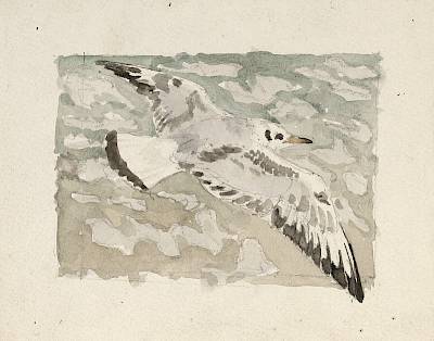 Robert Hainard - Etude pour oiseaux du port: mouette rieuse jeune - Copyright Fondation Hainard
