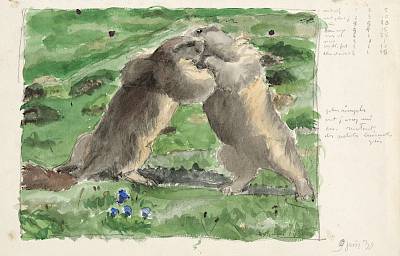 Robert Hainard - Marmottes luttant - Copyright Fondation Hainard