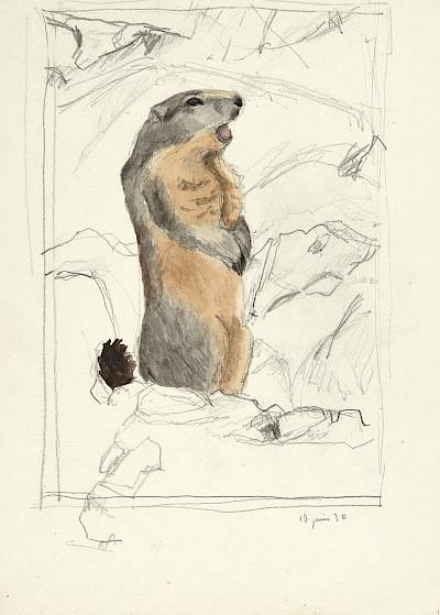 Robert Hainard - Marmotte criant - Copyright Fondation Hainard