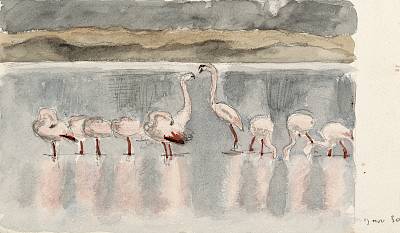 Robert Hainard - Flamants roses - Copyright Fondation Hainard