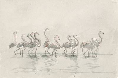 Robert Hainard - Flamants - Copyright Fondation Hainard