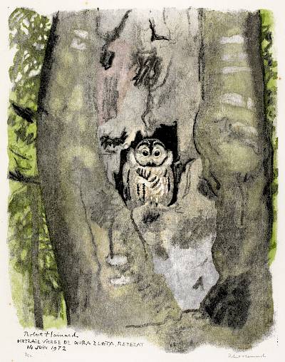 Robert Hainard - Jeune hulotte dans la forêt vierge - Copyright Fondation Hainard