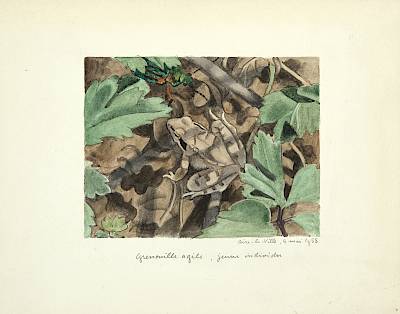 Robert Hainard - Grenouille agile - Copyright Fondation Hainard