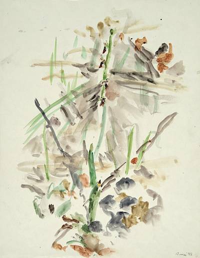 Robert Hainard - Étude pour l'ophrys-mouche - Copyright Fondation Hainard