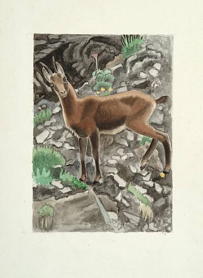 Robert Hainard - Chamois - Copyright Fondation Hainard