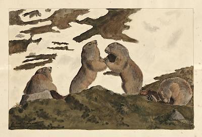 Robert Hainard - Marmottes - Copyright Fondation Hainard