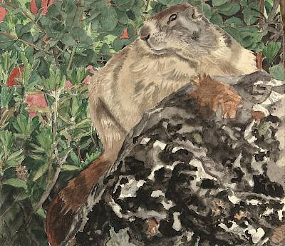 Robert Hainard - Grosse marmotte et rhododendrons - Copyright Fondation Hainard