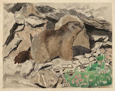 Robert Hainard - Marmotte et gazon rose - Copyright Fondation Hainard