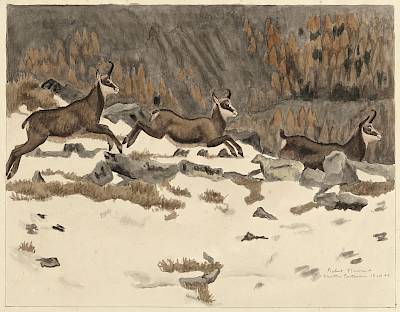 Robert Hainard - Chamois, deux femelles et un jeune - Copyright Fondation Hainard