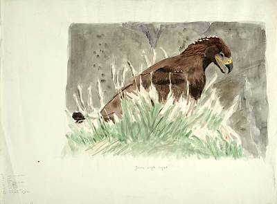 Robert Hainard - Jeune aigle royal - Copyright Fondation Hainard