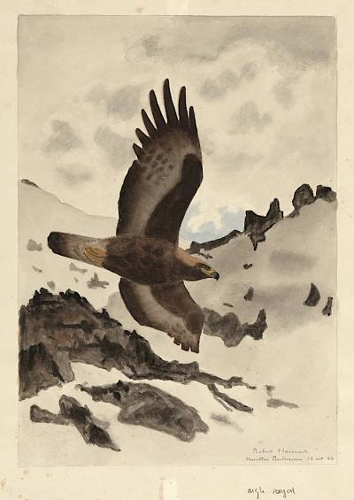 Robert Hainard - Aigle royal - Copyright Fondation Hainard