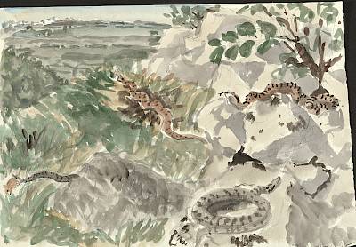 Robert Hainard - Vipère, composition - Copyright Fondation Hainard