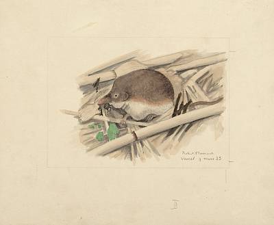 Robert Hainard - Musaraigne carrelet mangeant une araignée - Copyright Fondation Hainard