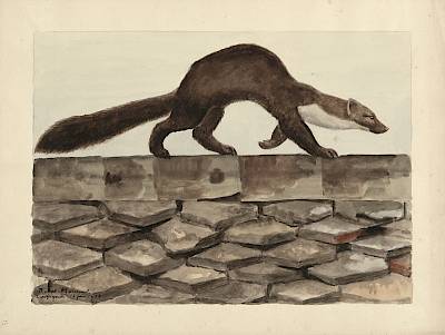 Robert Hainard - Jeune fouine sur le faîte d'un toit - Copyright Fondation Hainard