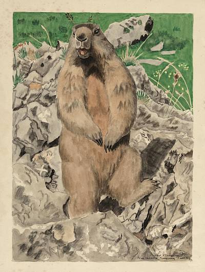 Robert Hainard - Marmotte dressée donnant l'alarme - Copyright Fondation Hainard