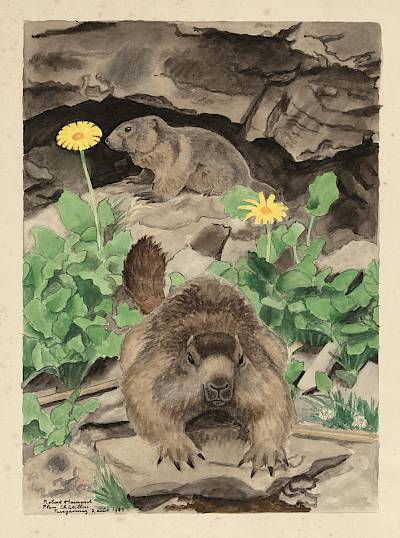 Robert Hainard - Marmottes, un adulte et un jeune - Copyright Fondation Hainard