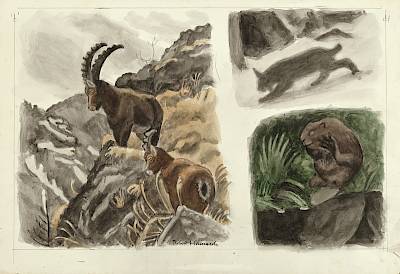 Robert Hainard - Bouquetins, lynx, castor - Copyright Fondation Hainard