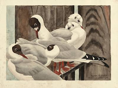 Robert Hainard - Mouettes rieuses - Copyright Fondation Hainard