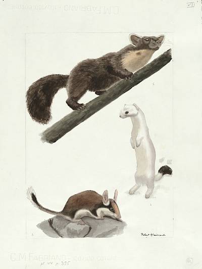 Robert Hainard - Martre, hermine en pelage blanc, lérot - Copyright Fondation Hainard